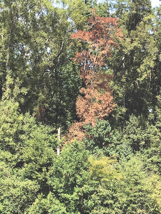 One brown, dead tree stands among healthier, green trees.